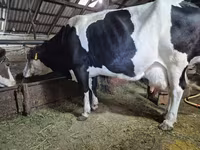 Vaca, Russian Black pied cattle — foto 3