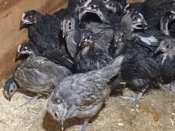 Australorp