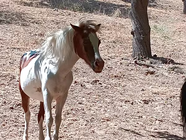 Kanca, Shetland Pony