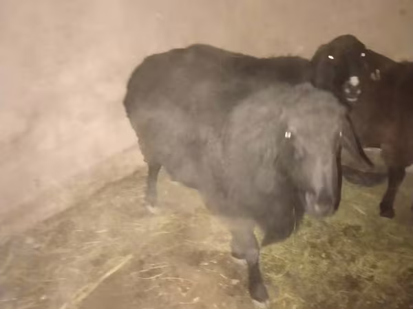 Қошқар, Hissar sheep