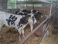 Bika, Russian Black pied cattle — 5. fotó