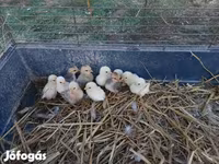 Chickens — الصورة 4