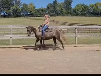 घोड़ी, Kentucky mountain daddle horse — फ़ोटो 6