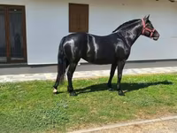 母马, Horses — 照片 1