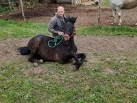 Mare, Horses — photo 4