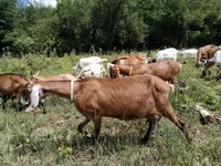 Ziege, Nubian Goat — Foto 2
