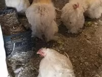 Chickens — 照片 6