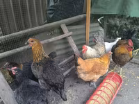 Chickens — 4. fotó