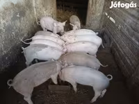 Pigs (batch, sex not specified), Pigs — photo 1
