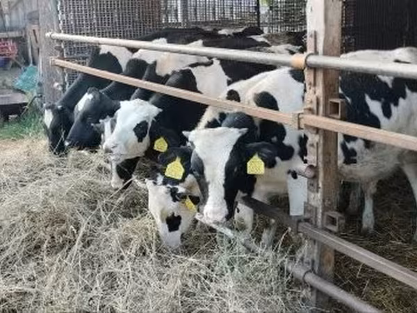 Bull, Holstein breed — Hungary