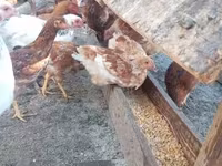 Chickens — 照片 5