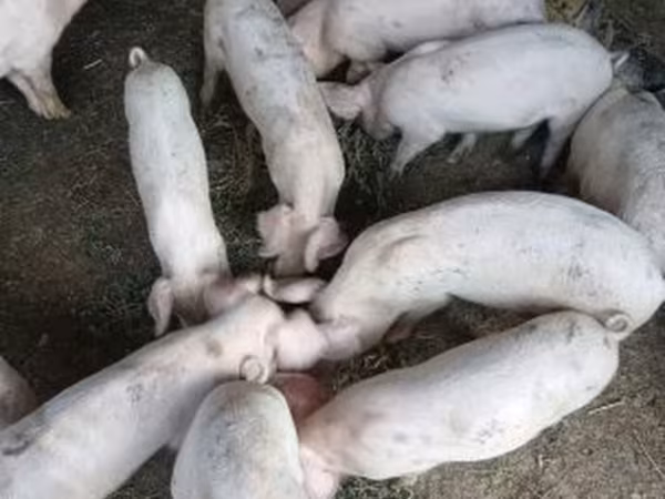 Sow, Pigs — Hungary