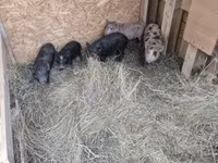 Pigs (batch, sex not specified), Дюрок — photo 3