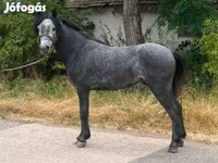 Hing, Lovak — 2. fotó