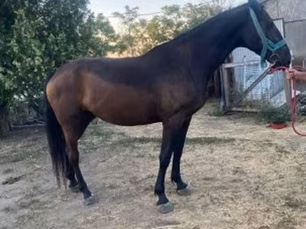 فرس, Nonius horse