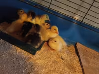 Ducks — Foto 1