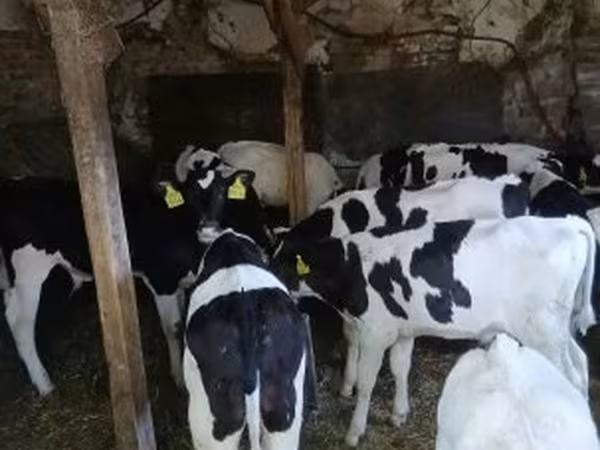 Bull, Russian Black pied cattle