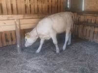 Kuh, Charolais cattle — Foto 2
