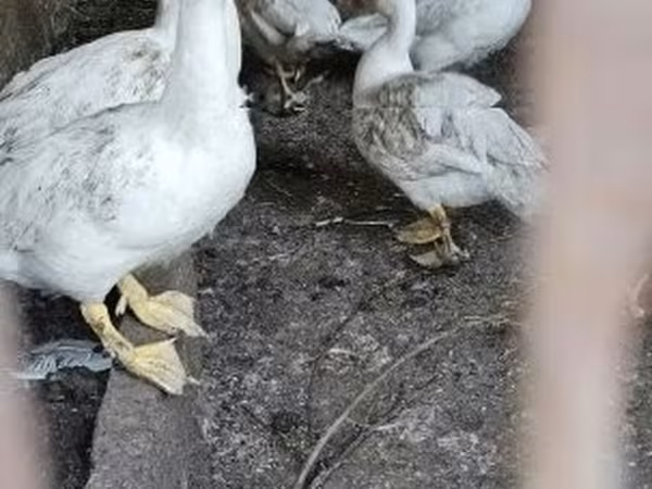 Ducks — Hungría