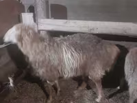 Kos, Hissar sheep — 4. fotó