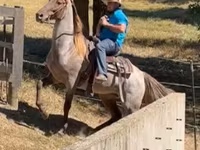 Horse (M), Rocky Mountain Horse — photo 3