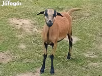 公羊, Cameroon sheep — 照片 1