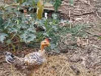 Chickens — foto 5