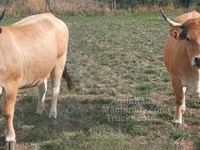 Tehén, Aubrac cattle — 2. fotó