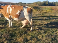 Tehén, Simmental cattle — 3. fotó