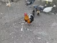 Chickens — foto 3