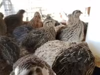 Quails — photo 2