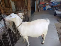 Cabra, Cabras — foto 8