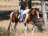 Cavalo, American paint horse — foto 6