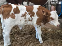 Býk, Simmental cattle — foto 2