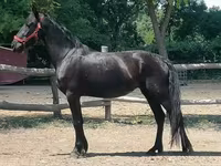 Бие, Friesian — 2-сурет