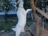 Ziege, Russian White goat — Foto 1