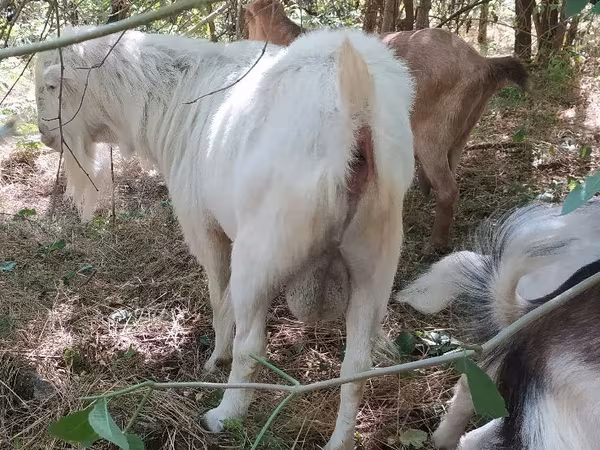 Bak, LaMancha goats