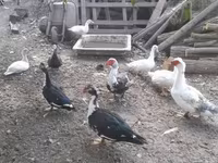 Ducks — 3-сурет