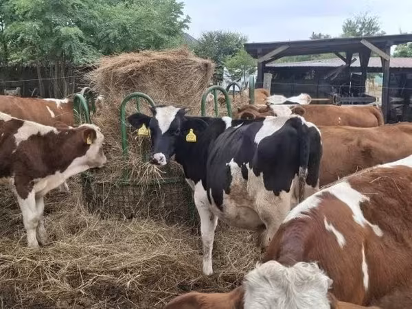 公牛, Holstein breed