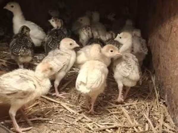 Turkeys — Magyarország
