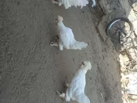 سلطان — الصورة 2