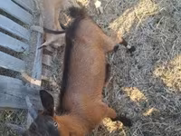 Cabro, Cabras — foto 7