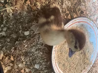 Ducks — Foto 3