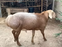 Kos, Edilbay sheep — 2. fotó
