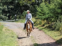 Hing, Quarter Horse — 5. fotó