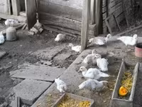 Ducks — 4-сурет