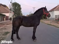Hing, Friesian — 4. fotó
