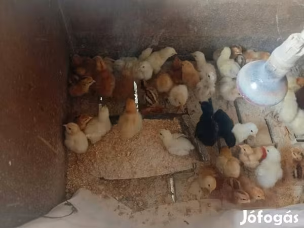 Chickens — 匈牙利