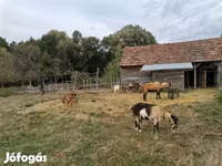 Ziege, Ziegen — Foto 2