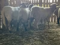 Қой, Merinoland sheep — 5-сурет